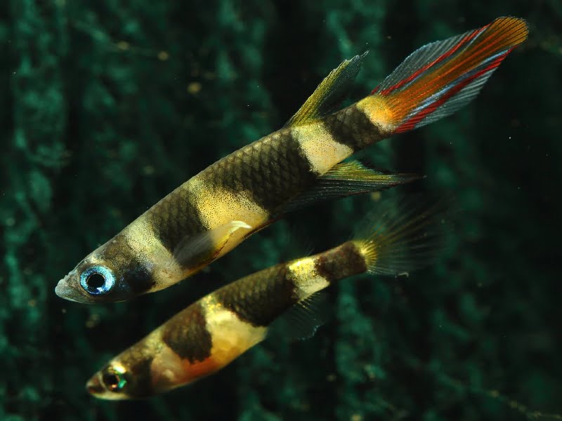 Clown Killifish is a cold-blooded animal