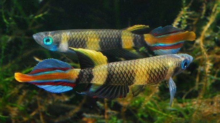 Clown Killifish Temperature: 4 Ways It Makes Impact & How To Keep Them Be Strong
