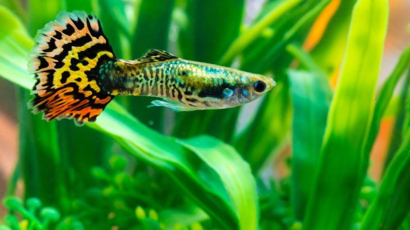 Cool Fact About Colorful Guppy Fish: What They Truly Are?