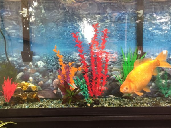  You should only keep one comet goldfish in a 20-gallon tank