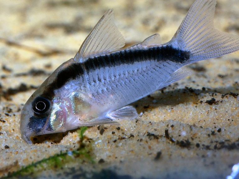 Do Cory Catfish Fins Grow Back? Amazing Aquarium Stuff