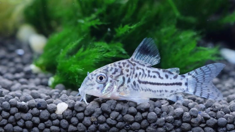 In general, cory catfish are easy to care for