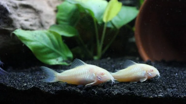 Cory Catfish Internal Bleeding: What Are Causes & Solutions?
