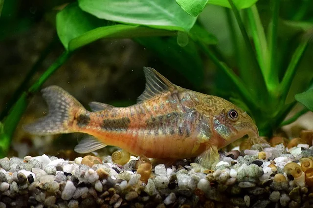 Cory catfish are laying on one side