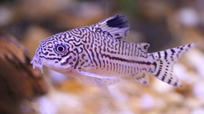 Top 3 Reasons Why The Cory Catfish Laying on Side