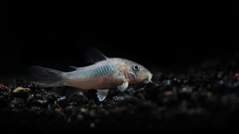 Cory Catfish Missing Tail: 2 Reasons You Need To Look Out