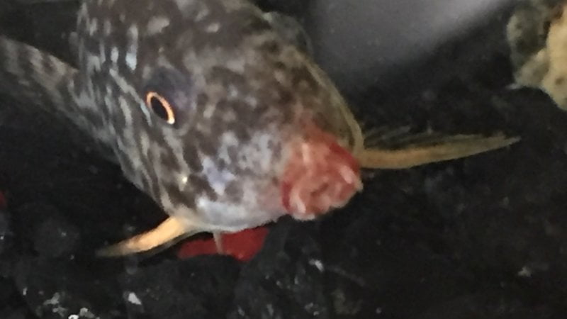 Cory Catfish Mouth Rot!!! - Symptoms And How I Treated My Fish