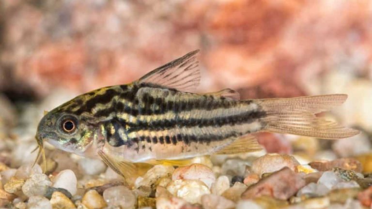 Top 13 Possible Reasons Why Is Your Cory Catfish Not Eating?