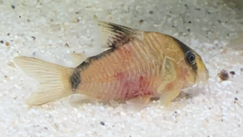 What Causes Your Cory Catfish Red Belly And How To Prevent Them