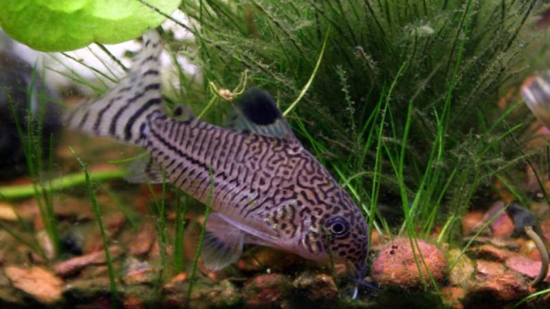 Cory catfish scavenge the substrate