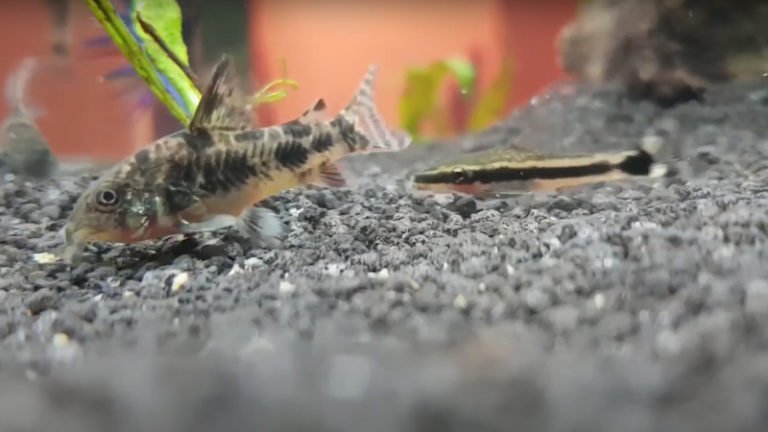 Comparison Of Cory Catfish Vs Otocinclus - Do They Mix Well?