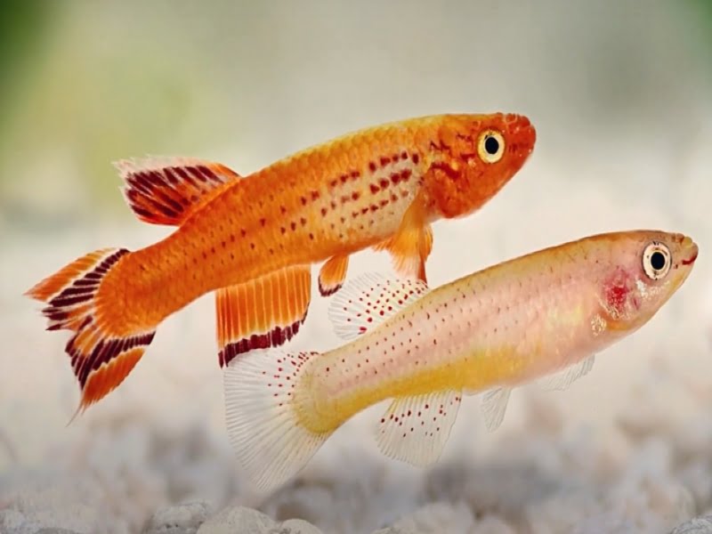 Different colors of this killifish