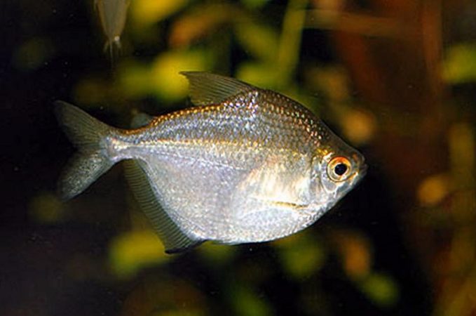 Discus tetra (Brachychalcinus orbicularis)