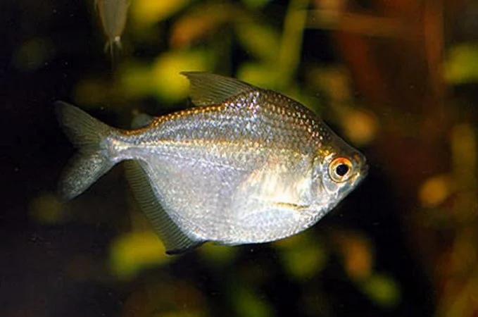 Discus tetra (Brachychalcinus orbicularis)