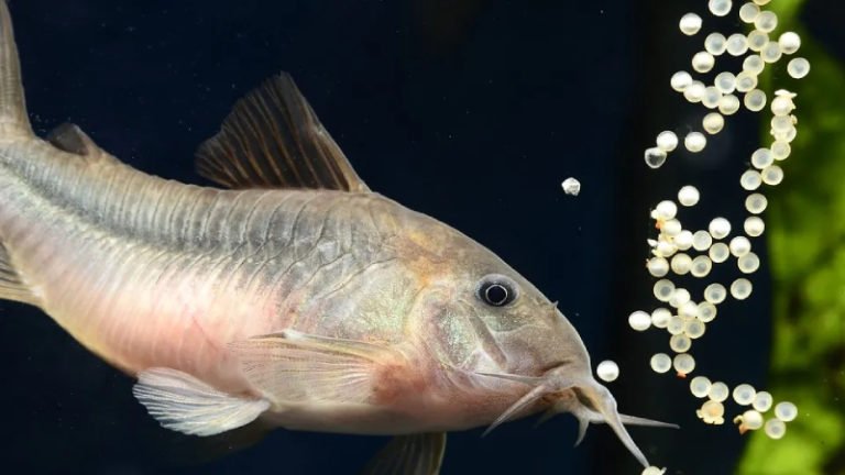 Do Cory Catfish Breathe Air? - An Interesting Behavior
