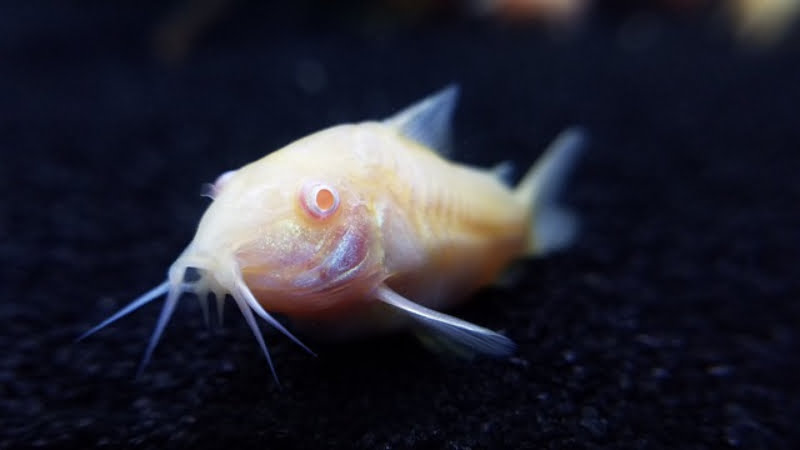 Q&A: Do Cory Catfish Bury Themselves? - Why They Do It | Aquarium Stuff