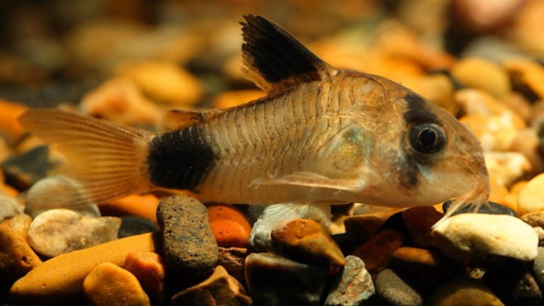 Do Cory Catfish Fins Grow Back? | Surprising Aquarium Stuff