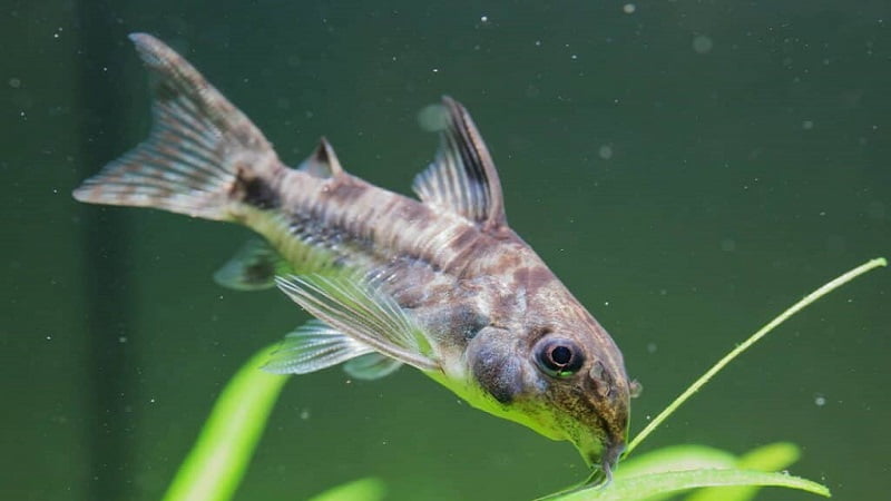 Do Cory Catfish Like Currents? - Corydoras Best Current Rate