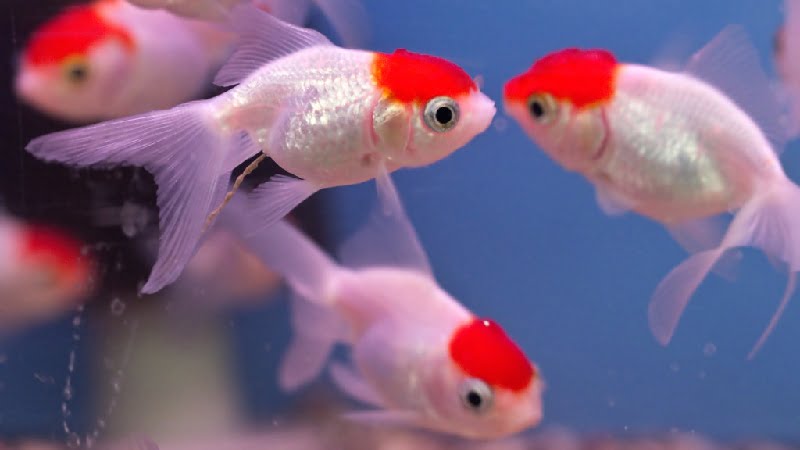 Do Goldfish Get Bored? The Answer Might Surprise You!