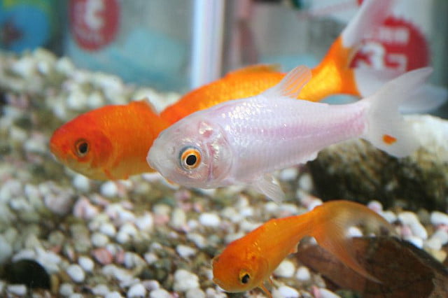 Do Goldfish Happy When Having A Friend? 