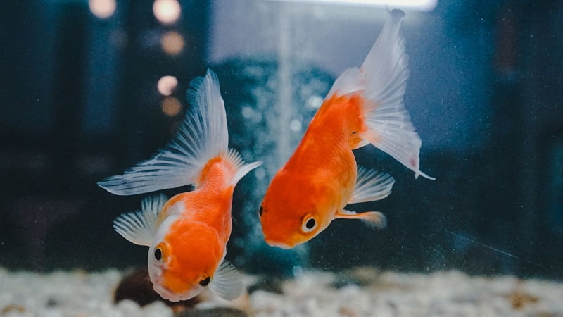 Do Goldfish Have Personalities? - 3 Important Things For You