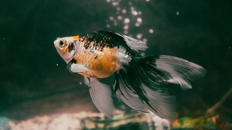 Do Goldfish Live In The Ocean? - Best Answer & Explanation