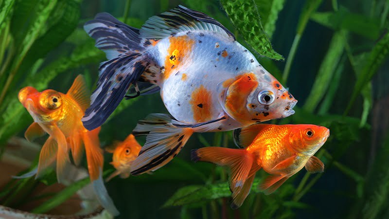 Do Goldfish Need Friends? - Most Useful Compatibility Guide