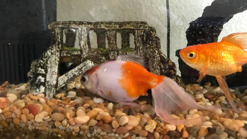 Do Goldfish Need Hiding Place? - 8 Reasons Why They Hide
