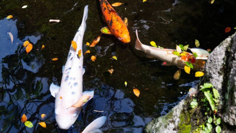 Do Koi Fish Sleep? - All You Need To Know About Koi Sleep