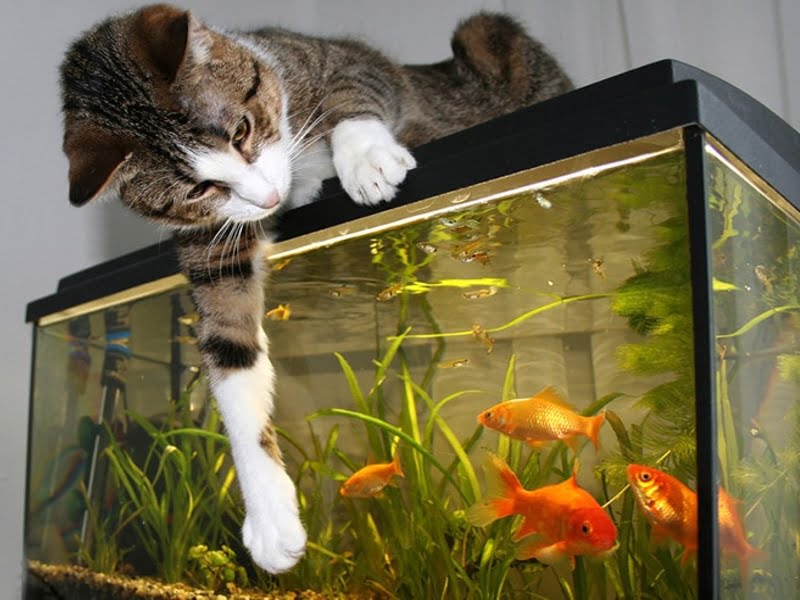 Do not feed your pet a goldfish