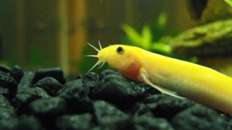 Dojo Loaches are one of the most common goldfish tank mates