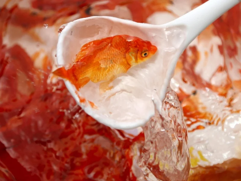 Eating goldfish is not good for your health