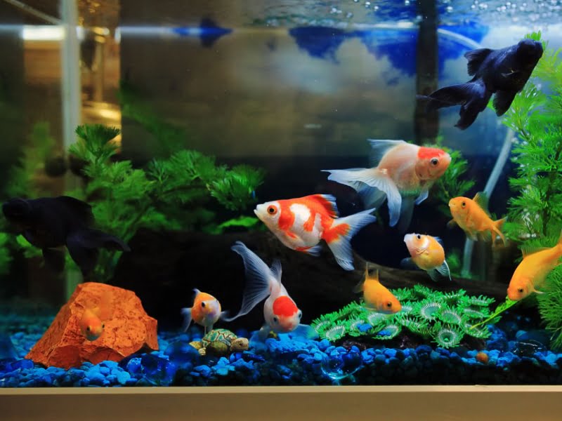 Fantail goldfish can easily live for 3 to 5 years