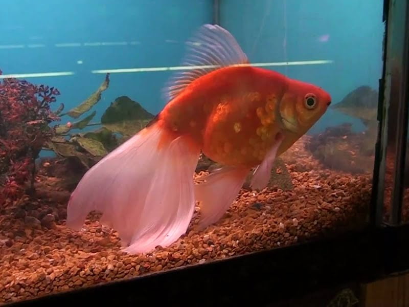 Fantail goldfish can grow from 6 to 8 inches