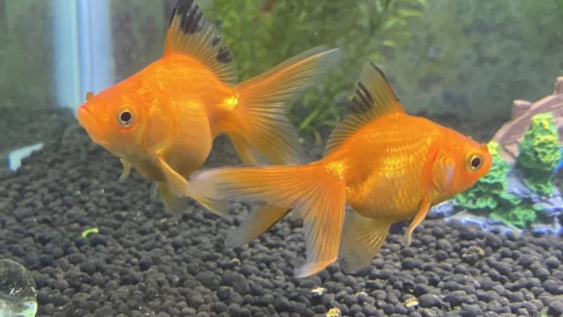 You are only allowed to keep two small fantail goldfish in a 20-gallon tank