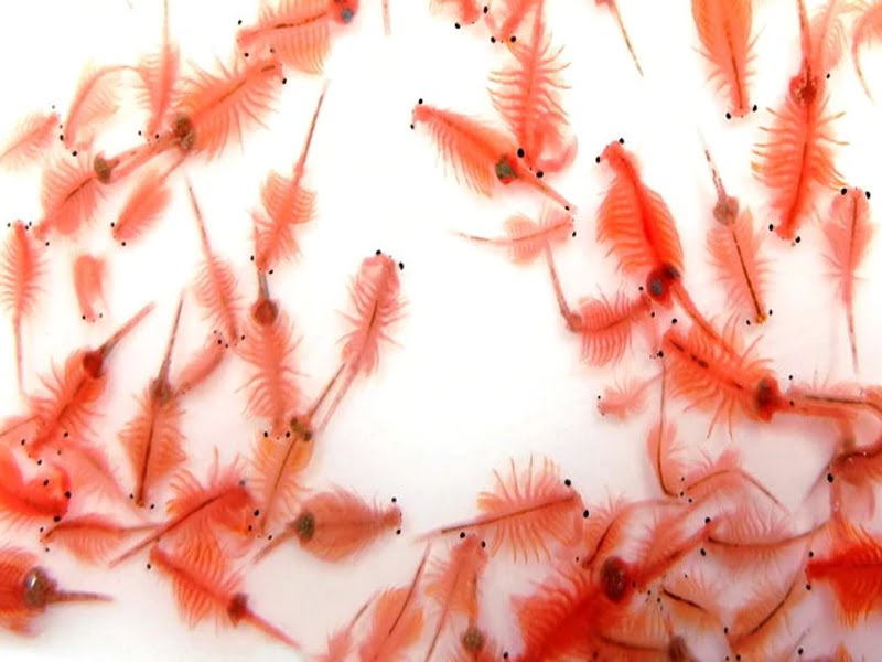 Feed them with baby brine shrimp