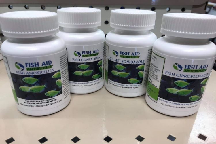 Cory Catfish Red Gills Top 3 Reasons & The Treatment