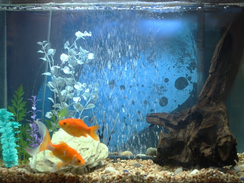 Get a bigger tank for your goldfish