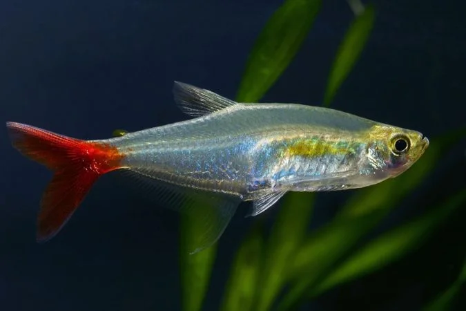 Glass Bloodfin Tetra (Prionobrama filigera)