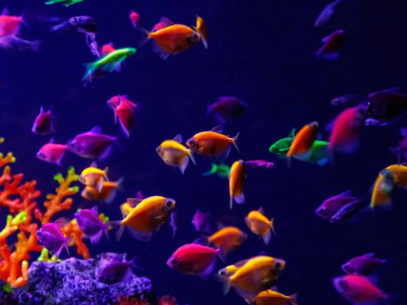 Glofish Tetras are beautiful, colorful fish