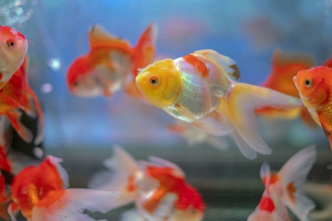 Gold fish are sociable fish