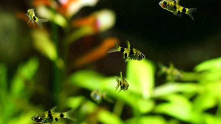 5 Incredibly Useful Information About Gold Least Killifish For Beginners