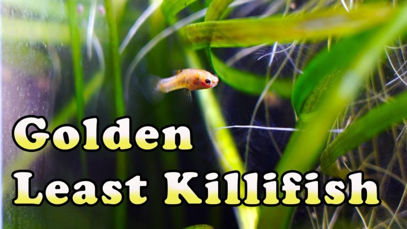 Gold Least Killifish behavior