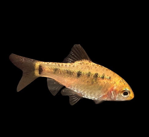 Gold Least Killifish features