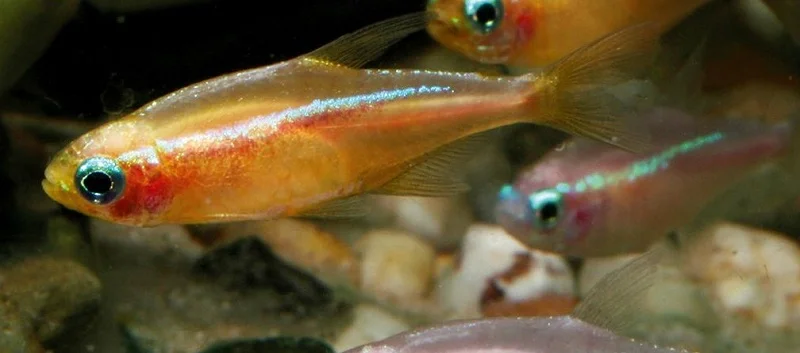 Gold Neon Tetra
