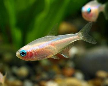 Gold neon tetra