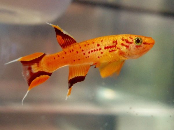 Golden Panchax (Aphyosemion australe)