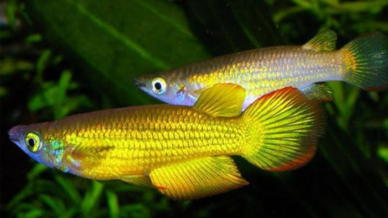 Are Golden Wonder Killifish Aggressive? How To Care Properly