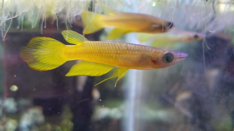 Generally, Golden Wonder Killifish are peaceful and non-aggressive. 