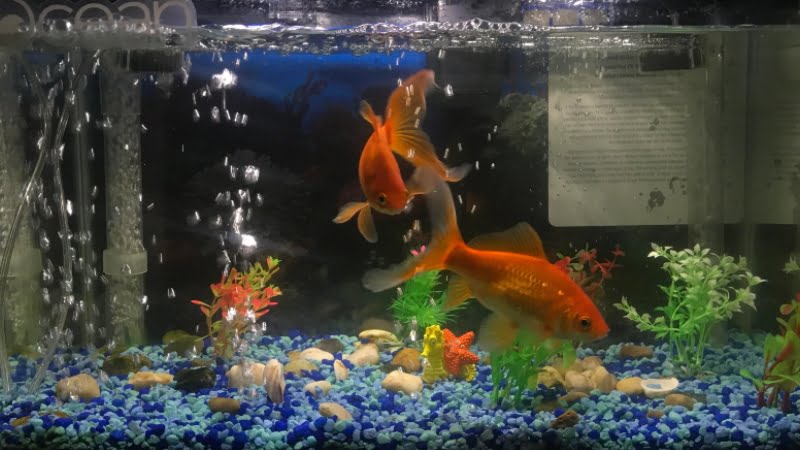 Goldfish 10 Gallon Tank: 5 Information You Need To Know
